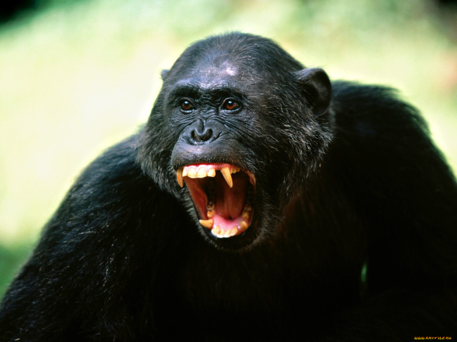 his, opinion, chimpanze, , 